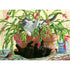 Cactus Kitties 1000 Piece Cobble Hill Puzzle