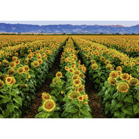 Fields of Gold 1000 Piece Ravensburger Puzzle